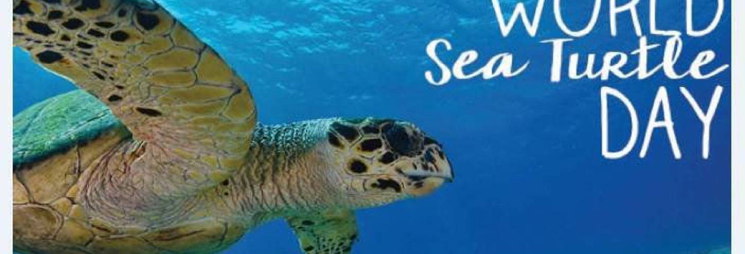 World Sea Turtle Day | Sanibel Holiday